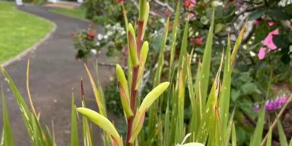 Reyburn House Grounds