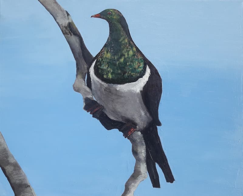 Woodpigeon on  a Branch