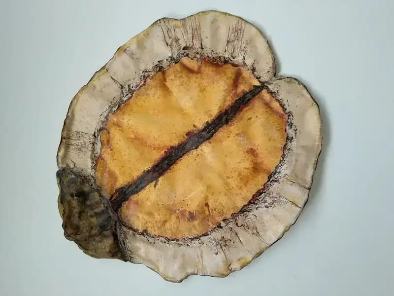 Jacaranda Seed Pod - Canvas/Wire Sculpture