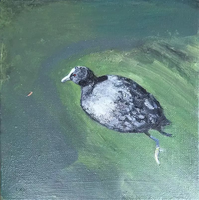Manōiti - Australiasian Coot
