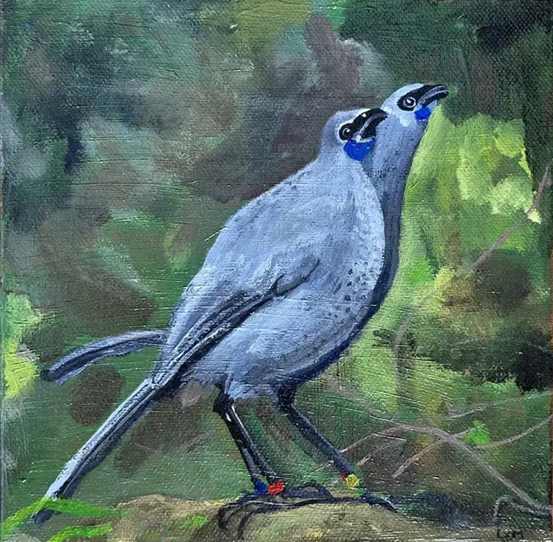 Kokako Pair