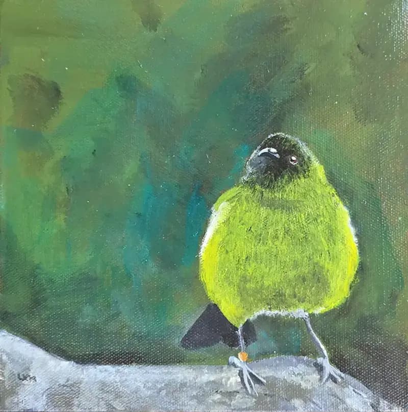 Korimako - Bellbird