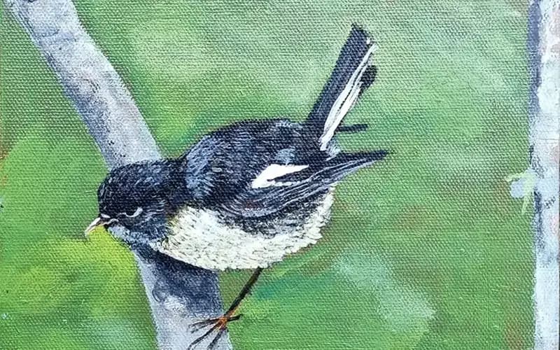 Miromiro - Tomtit