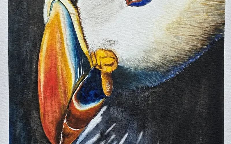Puffin