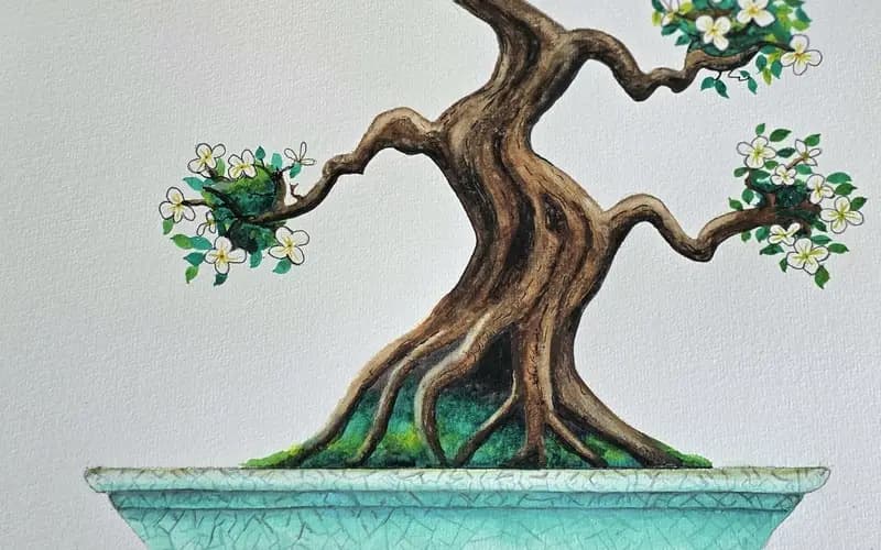 White blossom bonsai