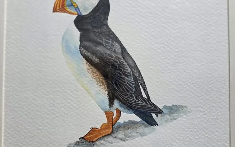 Uk puffin