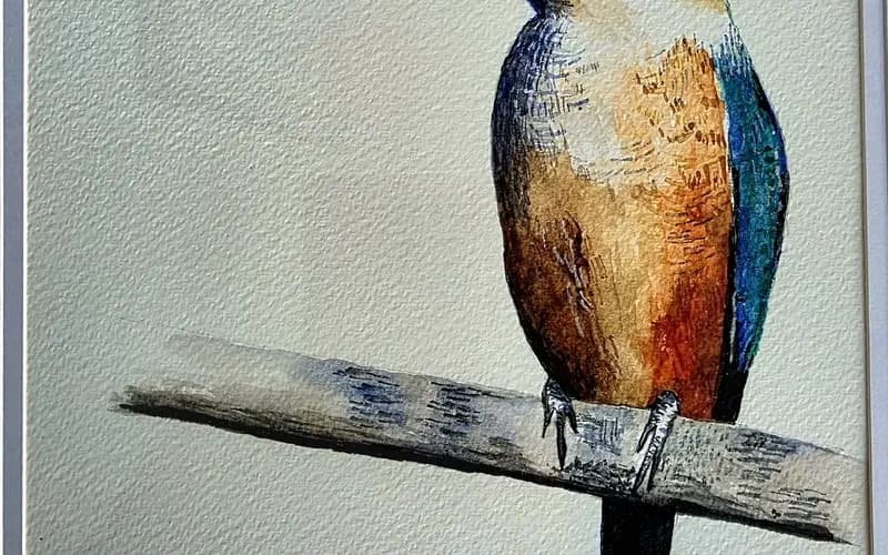 NZ kingfisher