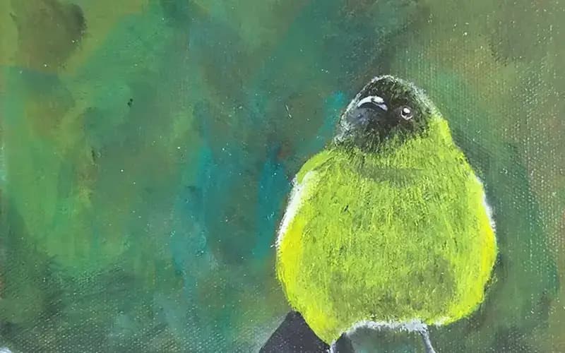 Korimako - Bellbird